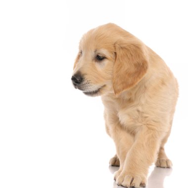 Golden Retriever köpeği beyaz stüdyo arka planında dikiliyor ve sıkılıyor.