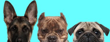 Utangaç Alman çoban köpeği kameraya bakıyor, mutlu Amerikan zorba köpeği ayakta duruyor ve korkmuş Pug köpeği mavi arka planda yüzünü kameradan saklıyor.