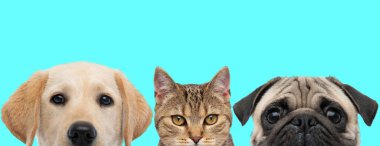 Labrador Retriever ayakta, kameraya bakan metis kedisi ve mavi arka planda yüzünü kameradan saklayan paspas köpeği.