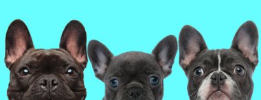 Üç Fransız Bulldog köpeği yan yana duruyor ve mavi arka planda büyük mütevazı gözlerle kameraya bakıyorlar.