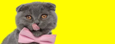 Sevimli İskoç Katlanan kedi papyon takıyor ve sarı stüdyo arka planında burnunu yalıyor