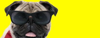 Cool Pug güneş gözlüğü ve papyon takıyor, sarı stüdyo arka planında nefes nefese.