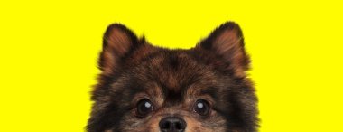 Hevesli Pomeranian, sarı stüdyo geçmişini merakla bekliyor.