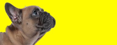 Saygılı Fransız Bulldog yavrusunun sarı stüdyo arka planına bakıp yalvarışının yan görüntüsü