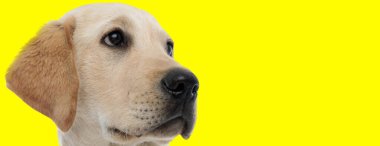 Altın Labrador Retriever sarı stüdyo geçmişine odaklanmış.