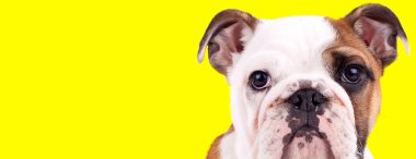 Rahatsız İngiliz Bulldog yavrusu sarı stüdyo geçmişini dört gözle bekliyor.