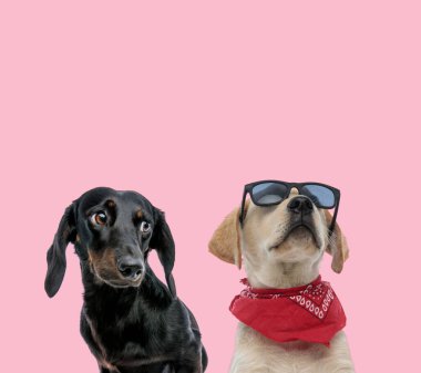 Tekkel dachshund ve labrador retriever takımı pembe arka planda güneş gözlüğü ve bandana takıyor.