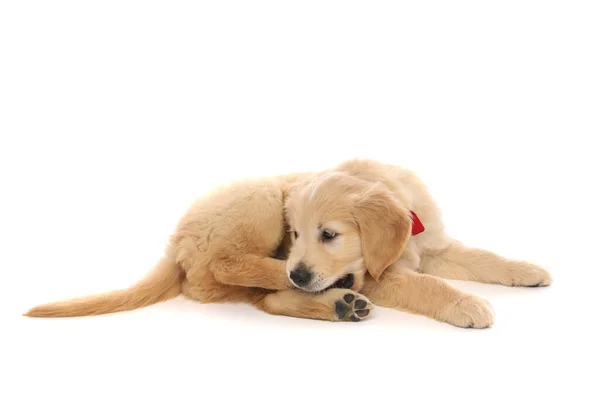 Küçük Golden Retriever Köpeği Başını Eğiyor Bacağını Isırıyor Beyaz Stüdyo — Stok fotoğraf