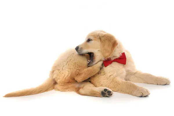 可爱的金毛猎犬躺在地上 咬着他的腿 在白色的工作室背景上戴着一条红色的领带 — 图库照片