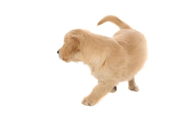 Pequeño Perro Golden Retriever Caminando Una Dirección Mirando Hacia Otro — Foto de Stock