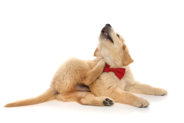 Malý Rozkošný Zlatý Retrívr Pes Ležel Škrábal Krku Sobě Červenou — Stock fotografie