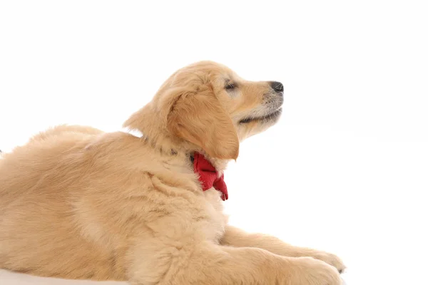Beyaz Arka Planda Cızırdayan Mutlu Görünen Sevimli Golden Retriever Köpeğinin — Stok fotoğraf