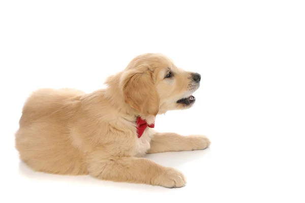 Side View Baby Golden Retriever Dog Lying Barking Something Wearing — Stock Photo, Image