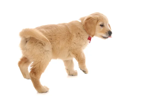 Feliz Perrito Golden Retriever Caminando Con Lengua Hacia Fuera Sobre —  Fotos de Stock
