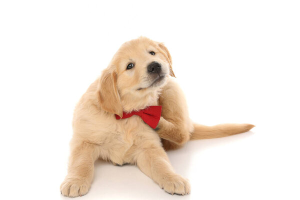 seated golden retriever dog scratching himself due to a nasty itch, wearing a red bowtie and looking at camera on white studio background