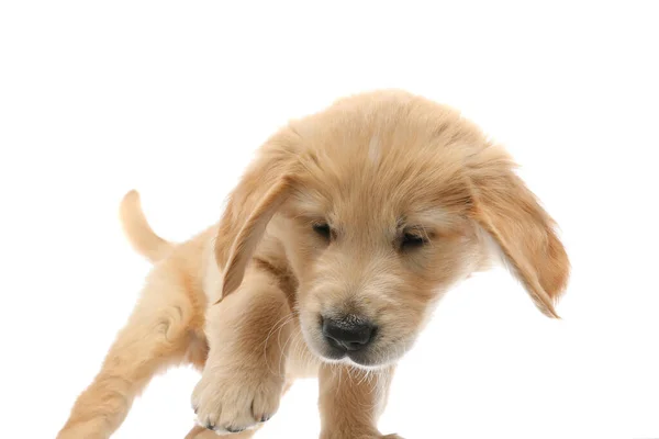 Bebé Perro Golden Retriever Pinchando Algo Suelo Que Hizo Intrigado — Foto de Stock