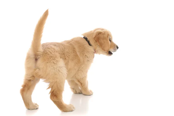 Rückansicht Eines Kleinen Golden Retriever Hundes Der Etwas Entdeckt Und — Stockfoto
