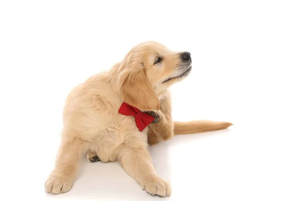 Adorable Pequeño Perro Golden Retriever Sentado Arañándose Llevando Una Corbata —  Fotos de Stock