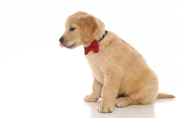 Zijaanzicht Van Een Schattige Golden Retriever Hond Zitten Het Dragen — Stockfoto