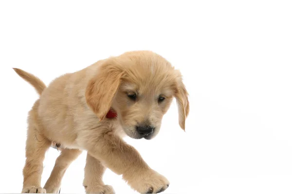 Lindo Perrito Golden Retriever Caminando Camino Mirando Hacia Abajo Siendo — Foto de Stock