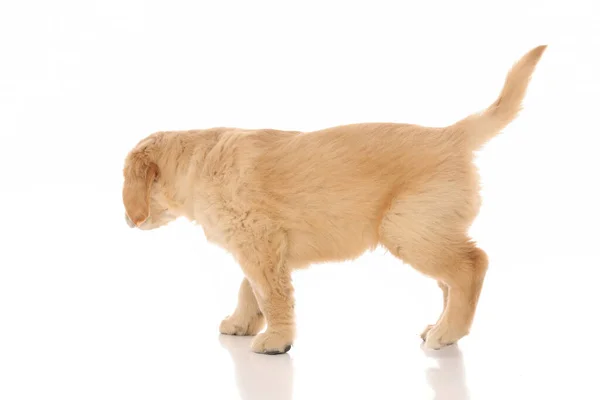 Vista Lateral Perro Golden Retriever Analizando Buscando Algo Que Hizo — Foto de Stock
