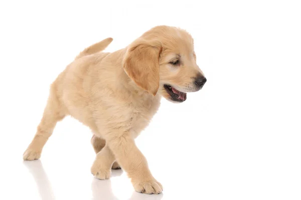 Little Golden Retriever Dog Looking Something Fascinating Stepping White Studio — Stock Photo, Image