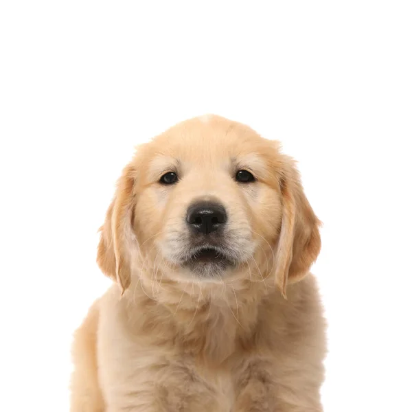 Porträtt Gyllene Retriever Hund Med Söt Ansikte Stående Och Tittar — Stockfoto