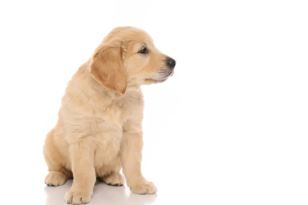 Cute Golden Retriever Dog Sitting One Way Looking Side Something — Stock Photo, Image