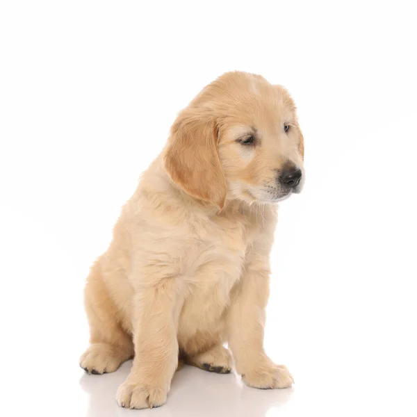 Bonito Golden Retriever Cão Sentado Olhando Para Algo Ser Indiferente — Fotografia de Stock