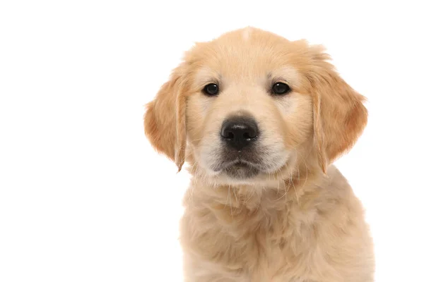 Portré Egy Golden Retriever Kutya Áll Nézi Kamera Aranyos Szerény — Stock Fotó