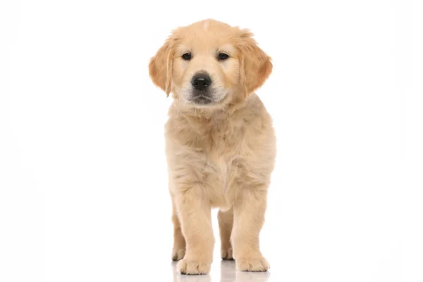 Glücklicher Kleiner Golden Retriever Hund Mit Netten Flauschigen Haaren Stehend — Stockfoto