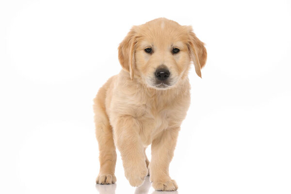 adorable little golden retriever dog looking at something that made him curious and walking toward it on white studio background