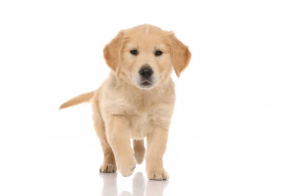 Cute Little Golden Retriever Dog Walking Object Intrigues Him White — Stock Photo, Image