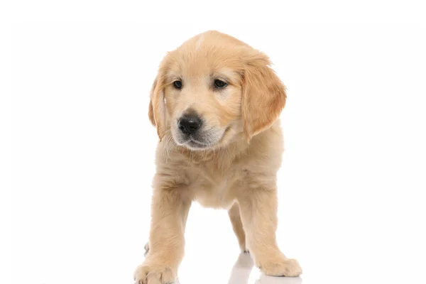 Lindo Pequeño Perro Golden Retriever Pie Sin Ocupación Aburrido Fondo —  Fotos de Stock