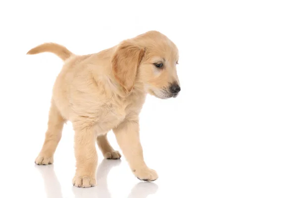 Aranyos Golden Retriever Kutya Álló Félrenéz Gondolkodás Valami Fehér Stúdió — Stock Fotó