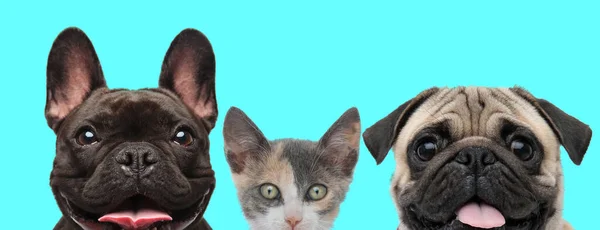 Słodkie Metis Kot Patrząc Aparat Między Szczęśliwy Francuski Buldog Pug — Zdjęcie stockowe
