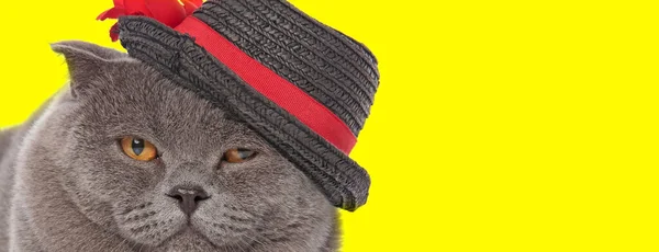 Scottish Fold Γάτα Φορώντας Καπέλο Και Ενοχλούνται Κίτρινο Φόντο Στούντιο — Φωτογραφία Αρχείου