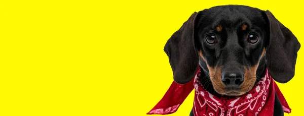 Adorable Teckel Portant Bandana Rouge Sur Fond Studio Jaune — Photo