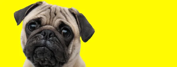 Ansioso Pug Curiosamente Mirando Hacia Adelante Fondo Amarillo Del Estudio —  Fotos de Stock