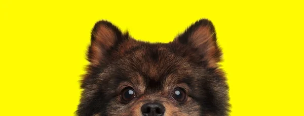 Ansioso Pomeranian Curiosamente Olhando Para Frente Fundo Estúdio Amarelo — Fotografia de Stock
