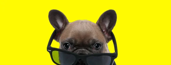 Cool French Bulldog Cachorro Con Gafas Sol Mirando Hacia Adelante — Foto de Stock