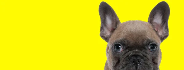 Εστιασμένη Γαλλική Bulldog Cub Προσβλέπει Περιέργως Στο Κίτρινο Φόντο Στούντιο — Φωτογραφία Αρχείου