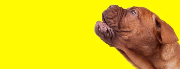 Widok Boku Francuski Mastiff Wycie Żółtym Tle Studio — Zdjęcie stockowe