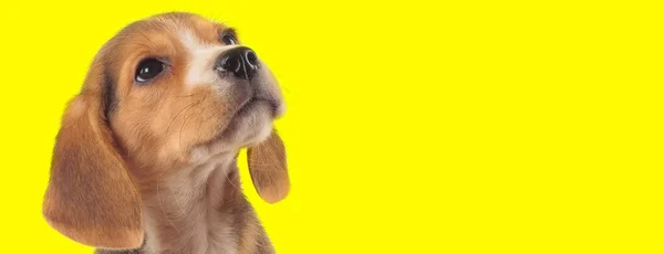 Dutiful Beagle Filhote Curiosamente Olhando Para Fundo Estúdio Amarelo — Fotografia de Stock