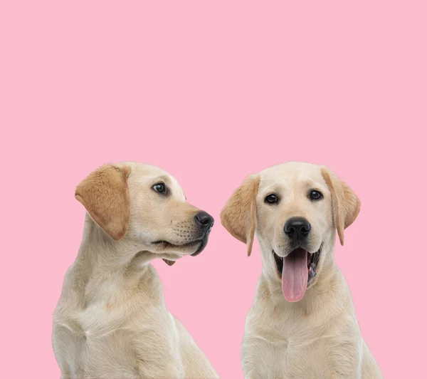 Squadra Due Labrador Retriever Ansimando Sporgendo Lingua Sfondo Rosa — Foto Stock