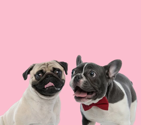 Squadra Carlino Bulldog Francese Ansimando Sporgendo Lingua Sfondo Rosa — Foto Stock