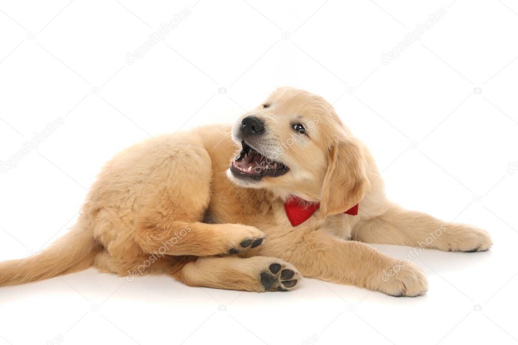 golden retriever dog lying down, barking and wearing a red bowtie on white studio background