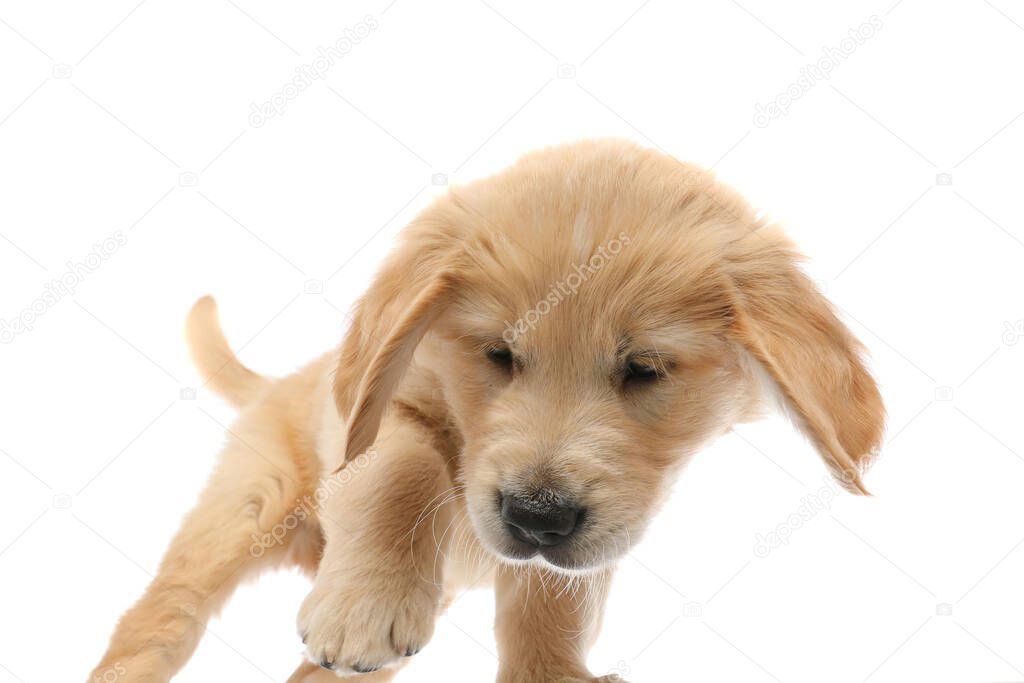 baby golden retriever dog poking something on the ground that made him intrigued on white studio background