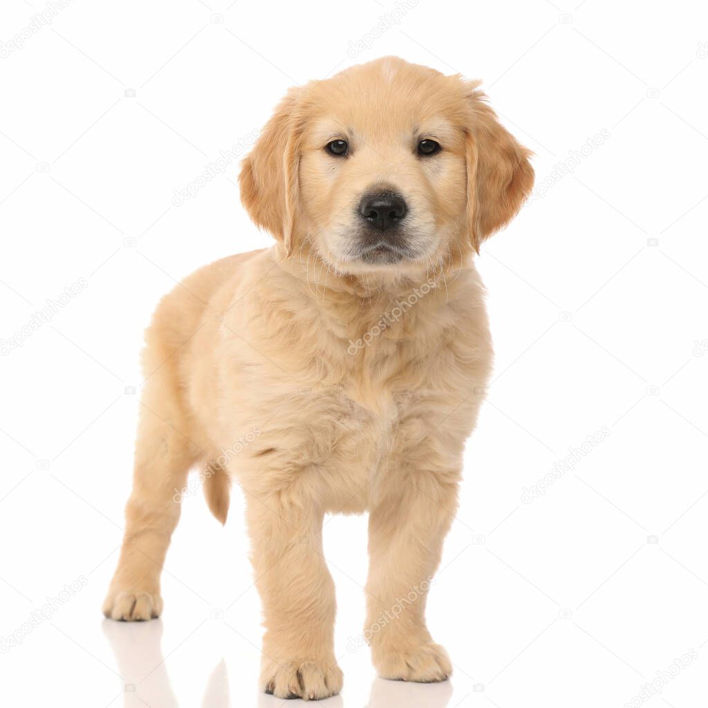 cute happy golden retriever dog standing and looking at the camera on white studio background