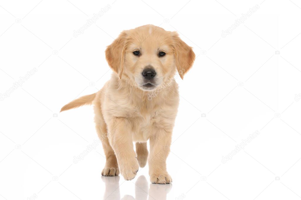 cute little golden retriever dog walking towards an object that intrigues him on white studio background